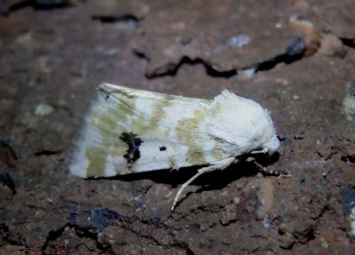 11177 - Schinia nundina; Goldenrod Flower Moth