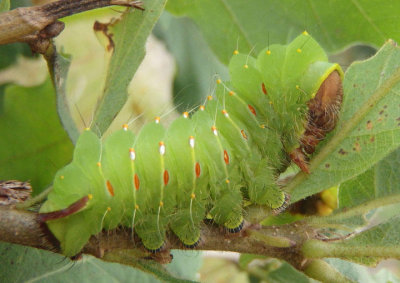 7757 - Antheraea polyphemus; Polyphemus Moth caterpillar