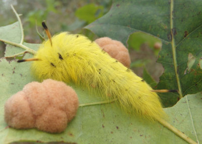 7663 - Apatelodes torrefacta; Spotted Apatelodes caterpillar