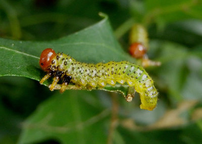 Arge Sawfly species larva