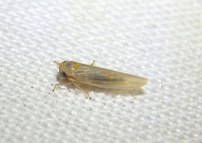 Balclutha neglecta; Leafhopper species
