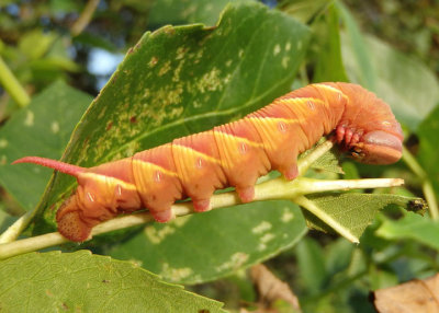 7787 - Ceratomia undulosa; Waved Sphinx caterpillar