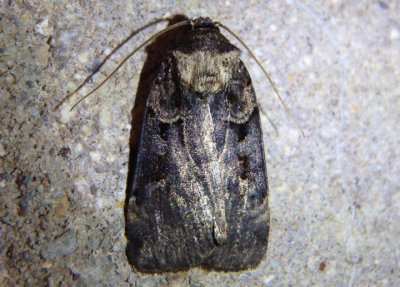 10950 - Pseudohermonassa bicarnea; Pink-spotted Dart Moth