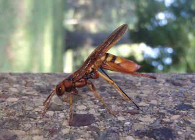 Tremex columba; Pigeon Tremex; female