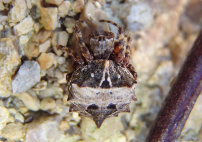 Acanthepeira stellata; Starbellied Orbweaver