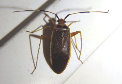 Adelphocoris rapidus; Rapid Plant Bug