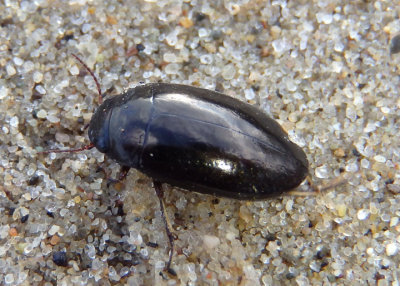 Agabus Predaceous Diving Beetle species