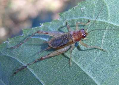 Anaxipha exigua; Say's Trig; male