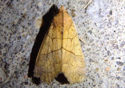 8545 - Anomis erosa; Yellow Scallop Moth