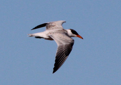 Caspian Tern; juvenile