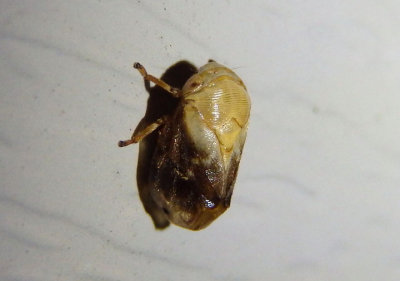 Clastoptera achatina; Pecan Spittlebug