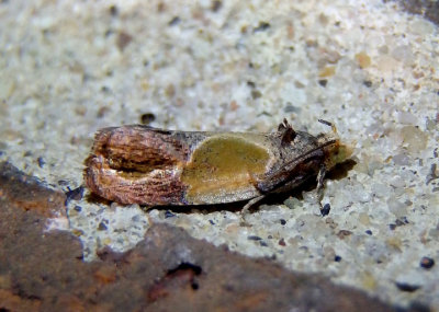 2749 - Eumarozia malachitana; Sculptured Moth