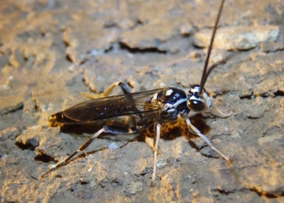 Cratichneumon Ichneumon Wasp species