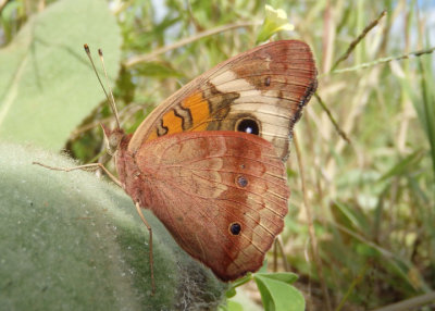 Junonia coenia; Common Buckeye