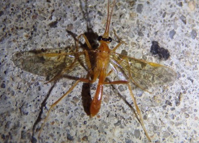 Netelia Ichneumon Wasp species
