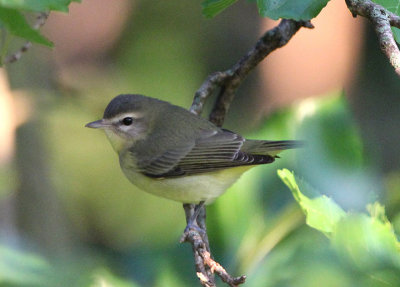 Philadelphia Vireo