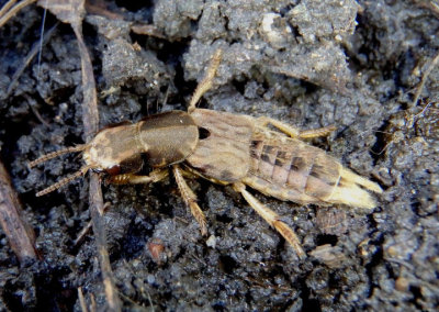 Platydracus maculosus; Large Rove Beetle species