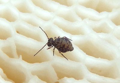 Ptenothrix Globular Springtail species