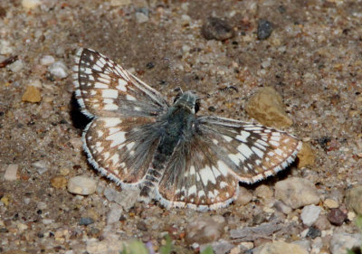Pyrgus communis; Common Checkered Skipper