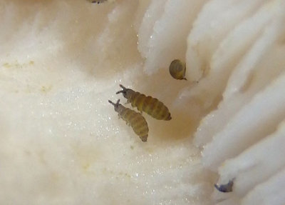 Ceratophysella Springtail species