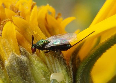 Torymus Chalcid Wasp species; female