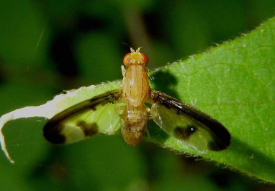 Toxonevra superba; Flutter Fly species