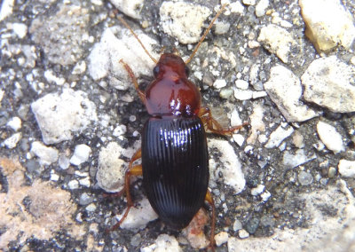 Trichotichnus dichrous; Ground Beetle species