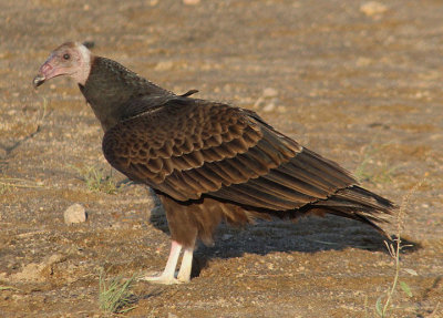Turkey Vulture; juvenile