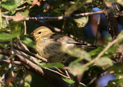 Blackburnian Warbler