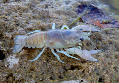 Astacoidea Crayfish species