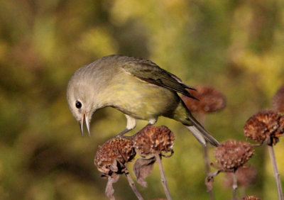 Orange-crowned Warbler