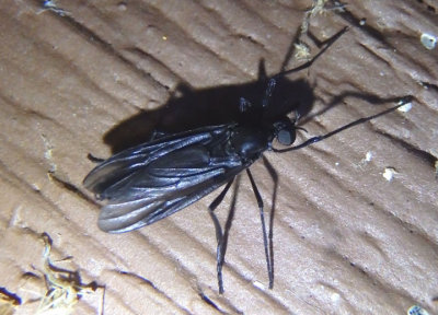 Penthetria heteroptera; March Fly species