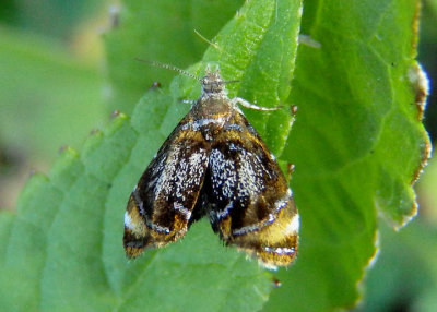 2629 - Prochoreutis inflatella; Skullcap Skeletonizer Moth