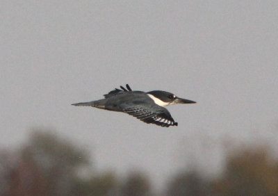 Belted Kingfisher; male