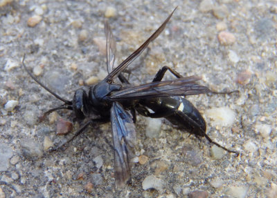 Episyron biguttatus; Spider Wasp species
