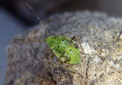 Lygus Plant Bug species nymph