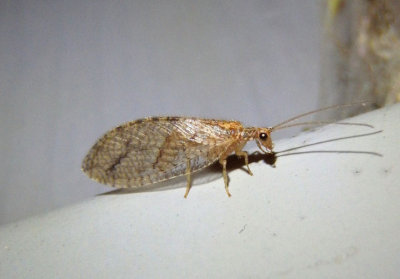 Micromus posticus; Brown Lacewing species