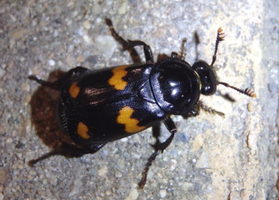 Nicrophorus orbicollis; Roundneck Sexton Beetle