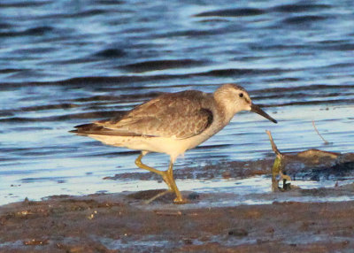 Red Knot; juvenile 