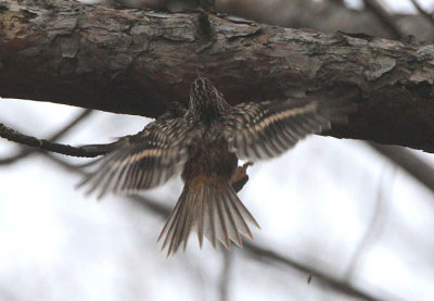 Brown Creeper