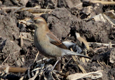 Rusty Blackbird; basic female