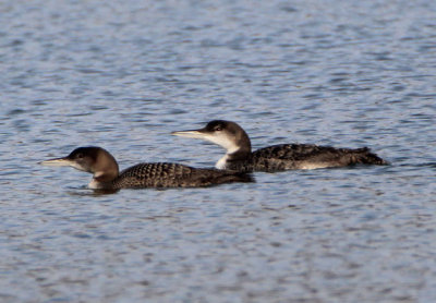 Common Loons; basic