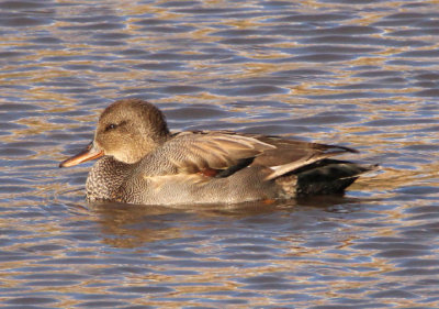 Gadwall; young male