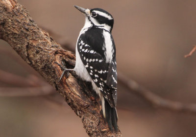 Hairy Woodpecker; female