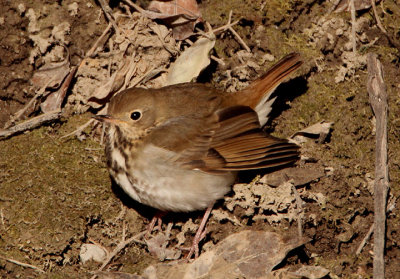 Hermit Thrush