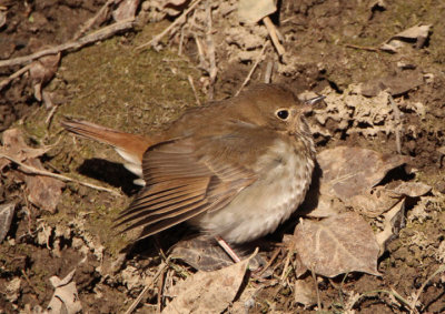 Hermit Thrush