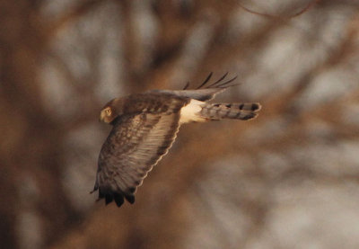 Northern Harrier; male