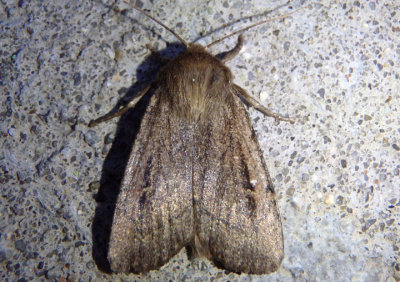 11051 - Ufeus satyricus; Grote's Satyr