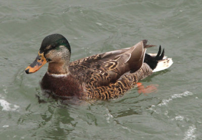 Mallard; intersex