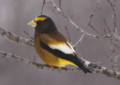 Evening Grosbeak; male